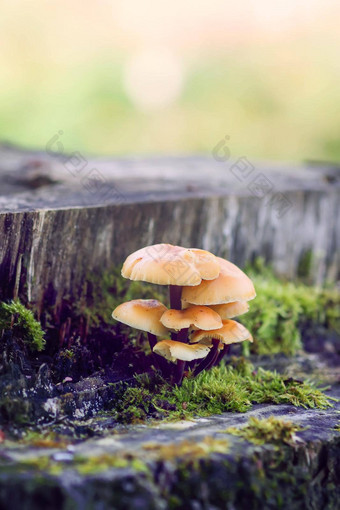 森林蘑菇树树桩绿色莫斯蜂蜜<strong>木耳</strong>蘑菇