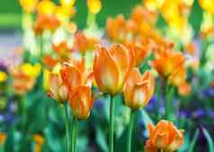 美丽的花园花明亮的郁金香盛开的春天公园城市景观装饰植物