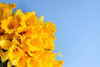美丽的花束春天<strong>黄色</strong>的水仙花水仙花蓝色的背景关闭