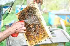 养蜂人工作养蜂场持有蜂窝框架