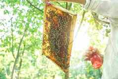 养蜂人工作养蜂场持有蜂窝框架