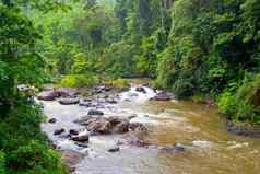热带雨林河sinharaja国家公园雨森林斯里兰卡斯里兰卡