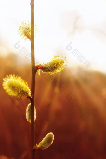 宏拍摄黄色的花计数器太阳