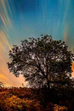 景观拍摄字段树一边框架黄昏日落时间