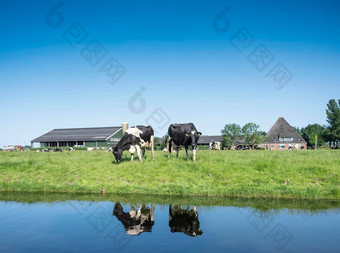 黑色的白色发现了牛站<strong>草地农场</strong>荷兰省北荷兰