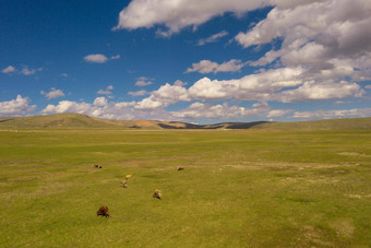 草原公牛队蓝色的天空白色云照片bayinbuluke草原新疆中国