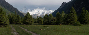 雪山树多云的一天汗tengri山<strong>新疆</strong>中国