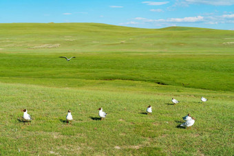 草原鸟蓝色的天空照片bayinbuluke草原新疆中国