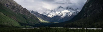 雪山树多云的一天汗tengri山新疆中国