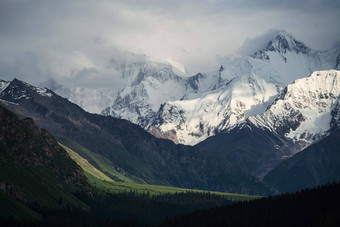 雪山树多云的一天汗tengri山新疆中国