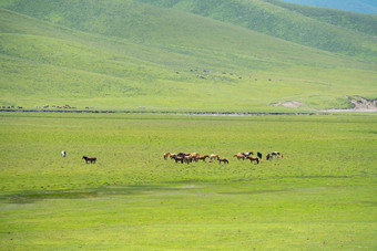 马巨大的草原照片bayinbuluke草原新疆中国