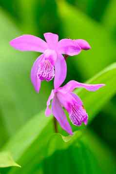 花中国紫色的兰花白条纹