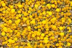 地毯下降黄色的含羞草花