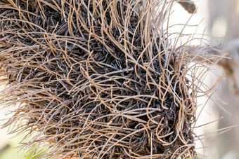 照片死拔克西木属花分支区域澳大利亚