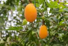 成熟的橙色水果激情水果西番莲野生植物