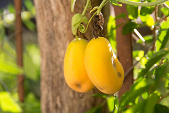 成熟的橙色水果激情水果西番莲野生植物