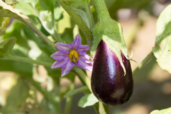<strong>花水</strong>果紫罗兰色的aubergines有机花园植物