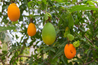 成熟的橙色水果<strong>激情</strong>水果西番莲野生植物