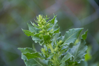 细节开花甜菜种子蔬菜花园