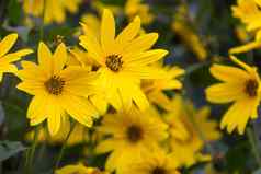 黄色的花花园向日葵向日葵helianthus tuberosus耶路撒冷洋蓟