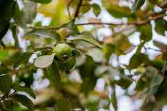 番石榴水果树有机热带花园新鲜的健康的番石榴生水果番石榴农场