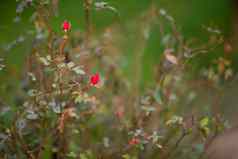 特写镜头玫瑰花蕾花园红色的玫瑰巴德划船布什绿色植物背景
