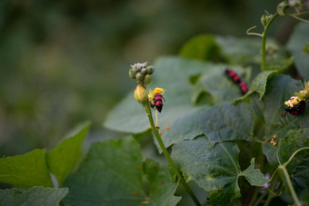 南瓜绿色叶子多毛的他来了植物阀杆首页花园毛滴虫阿尔维阿留斯南瓜叶子图片