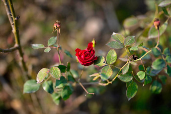 色彩斑斓的<strong>美丽</strong>的精致的红色的玫瑰<strong>花园美丽</strong>的红色的玫瑰<strong>花园</strong>