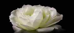 美丽的白色玫瑰孤立的黑色的背景理想的问候卡片婚礼生日情人节一天母亲的一天