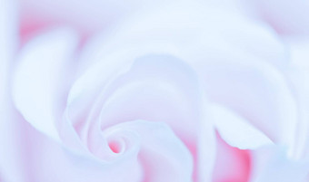 软焦点摘要花背景紫色的玫瑰花宏花背景假期品牌设计