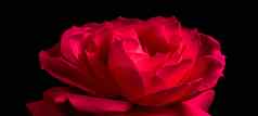 美丽的红色的玫瑰孤立的黑色的背景理想的问候卡片生日情人节一天