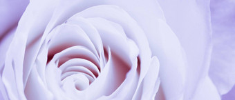 软焦点摘要花背景紫罗兰色的玫瑰花宏花背景假期品牌设计