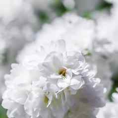 白色特里茉莉花花花园