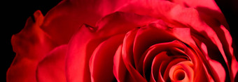 植物概念邀请卡软焦点摘要花背景红色的<strong>玫瑰</strong>花宏花背景假期品牌设计