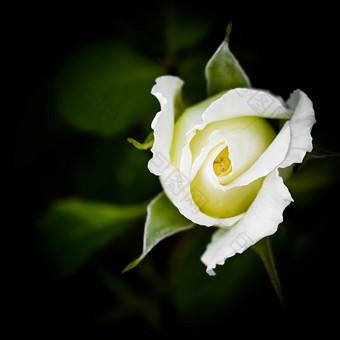 美丽的白色玫瑰孤立的黑色的背景<strong>理想</strong>的问候卡片婚礼生日情人节一天母亲的一天
