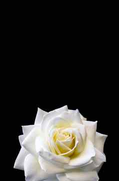 美丽的白色玫瑰孤立的黑色的背景理想的问候卡片婚礼生日情人节一天母亲的一天
