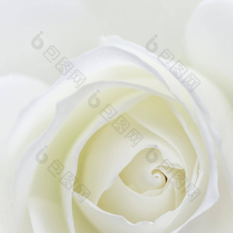 摘要花背景白色玫瑰花花瓣宏花背景假期设计软焦点