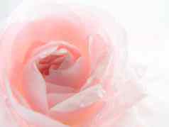 无重点模糊粉红色的玫瑰摘要浪漫背景柔和的软花卡