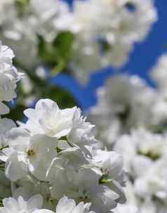 白色特里茉莉花花花园蓝色的天空