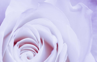 软焦点摘要花背景紫罗兰色的<strong>玫瑰</strong>花宏花背景假期品牌设计
