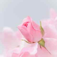 粉红色的玫瑰巴德灰色的背景完美的问候卡片邀请婚礼生日情人节一天母亲的一天