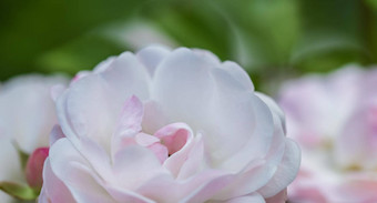 软焦点摘要花背景苍白的粉红色的玫瑰花瓣宏花背景假期设计