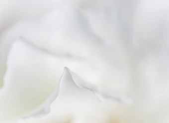 摘要花背景白色玫瑰花花瓣宏花背景假期设计软焦点