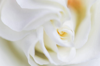 软焦点摘要花背景白色玫瑰花瓣宏花背景假期品牌设计