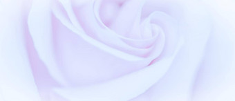 软焦点摘要花背景紫色的玫瑰花宏花背景假期品牌设计
