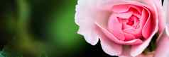 粉红色的玫瑰博尼卡花园完美的背景问候卡片生日情人节一天母亲的一天