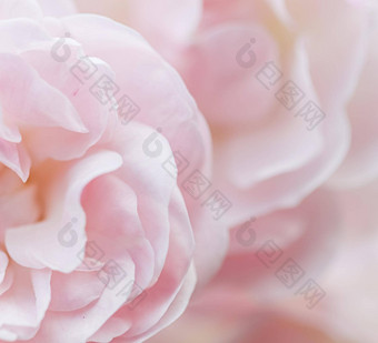 软焦点摘要花背景苍白的粉红色的玫瑰花瓣宏花背景假期品牌设计