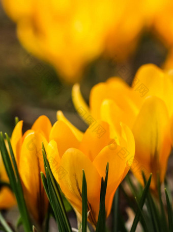 摘要<strong>花背景黄色</strong>的番红花属花宏<strong>花背景</strong>假期品牌设计