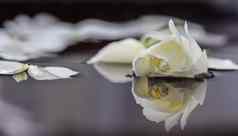 白色玫瑰花瓣水芳香疗法水疗中心概念