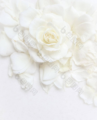 美丽的白色玫瑰花瓣白色背景<strong>理想</strong>的问候卡片婚礼生日情人节一天母亲的一天